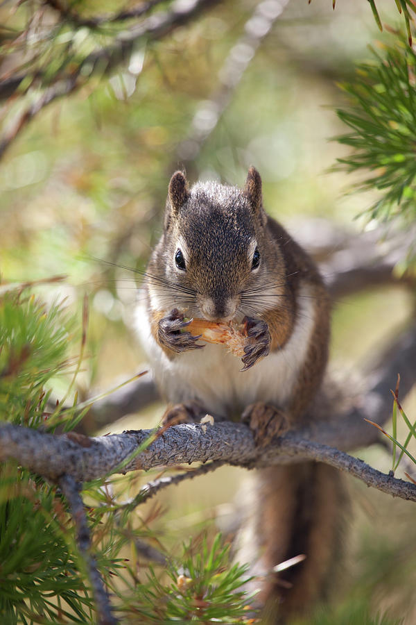 Squirrel Eating Photograph by Nathan Blaney
