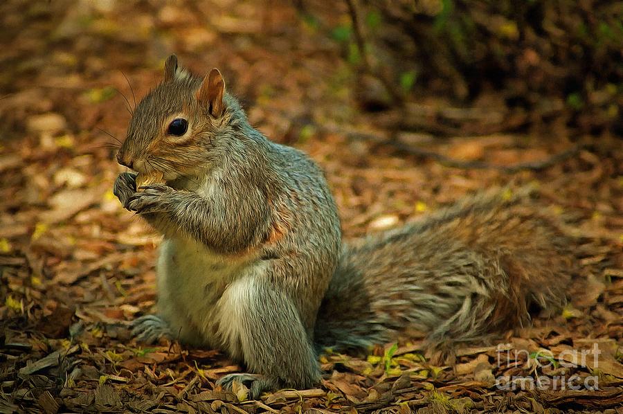 Squirrel eating nuts Painting by George Atsametakis