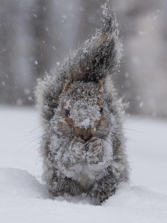 Winter Photograph - Squirrel Garden Gnome by Patrick Dessureault