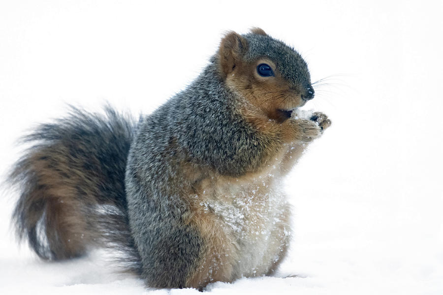 Wildlife Photograph - Squirrel by Hong Yin
