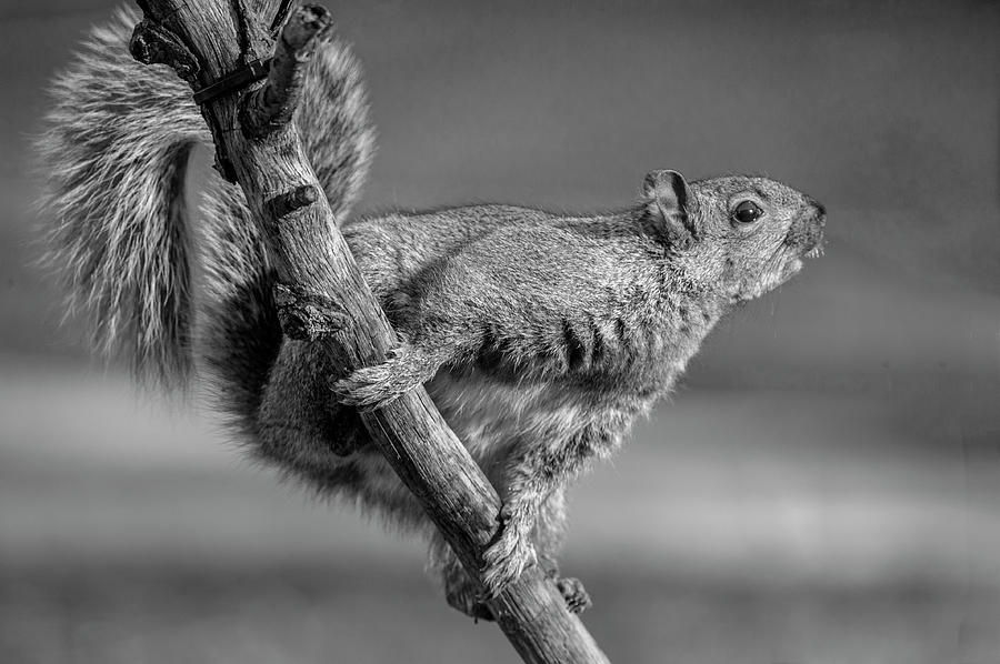 Squirrel In Black and White Photograph by Cathy Kovarik