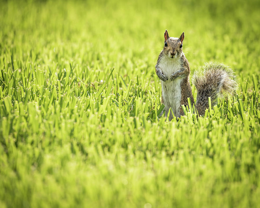 Squirrel in Field Photograph by Joe Myeress