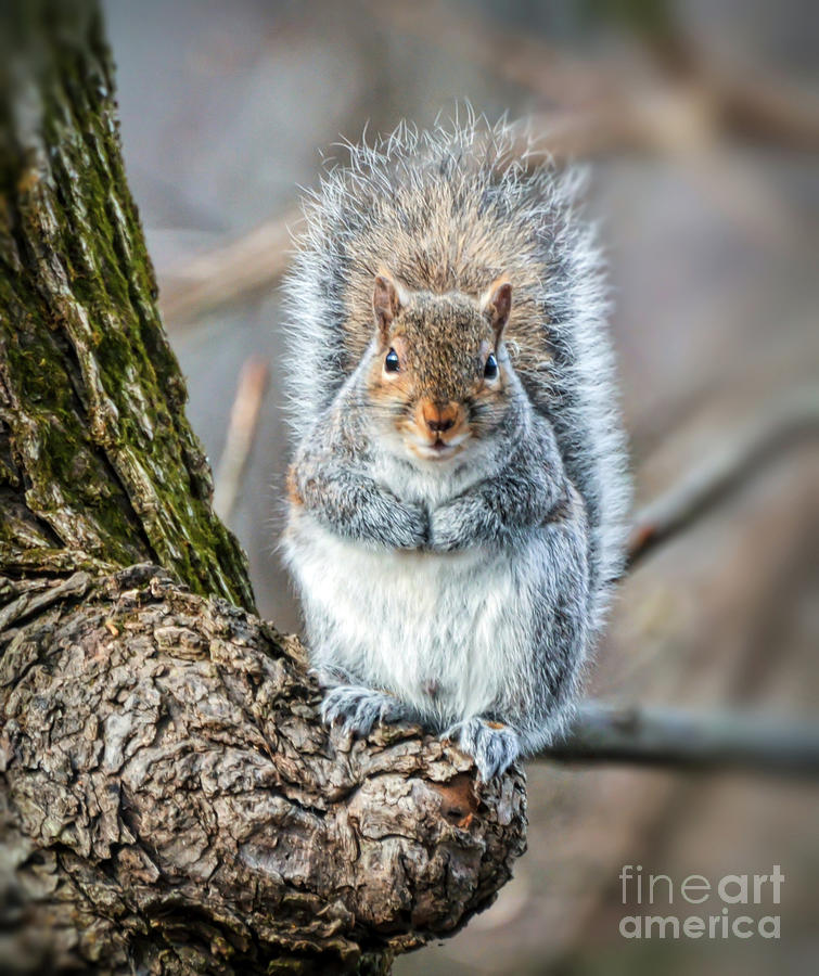 Squirrel In His Winter Coat Photograph by Kerri Farley