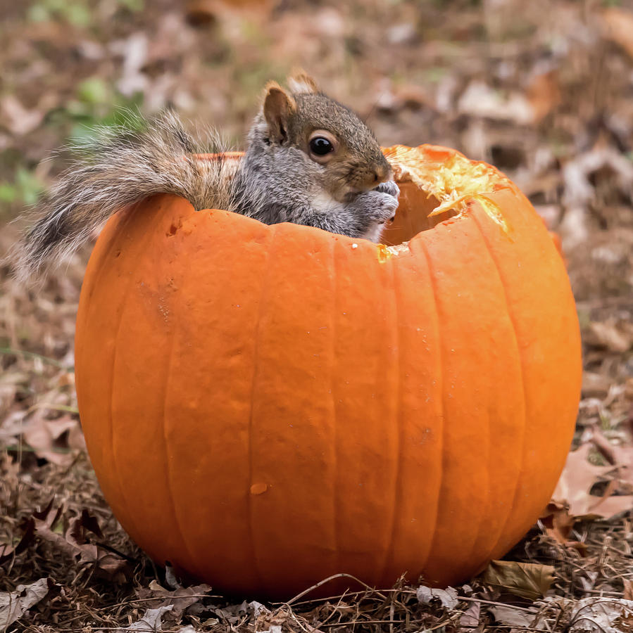Squirrel In Pumpkin Square Photograph by Terry DeLuco