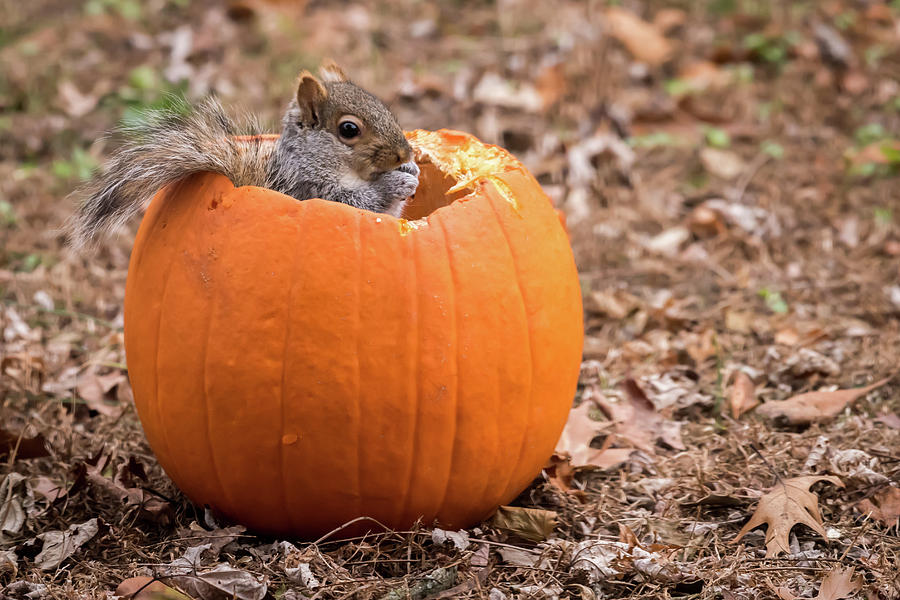 Squirrel In Pumpkin Photograph