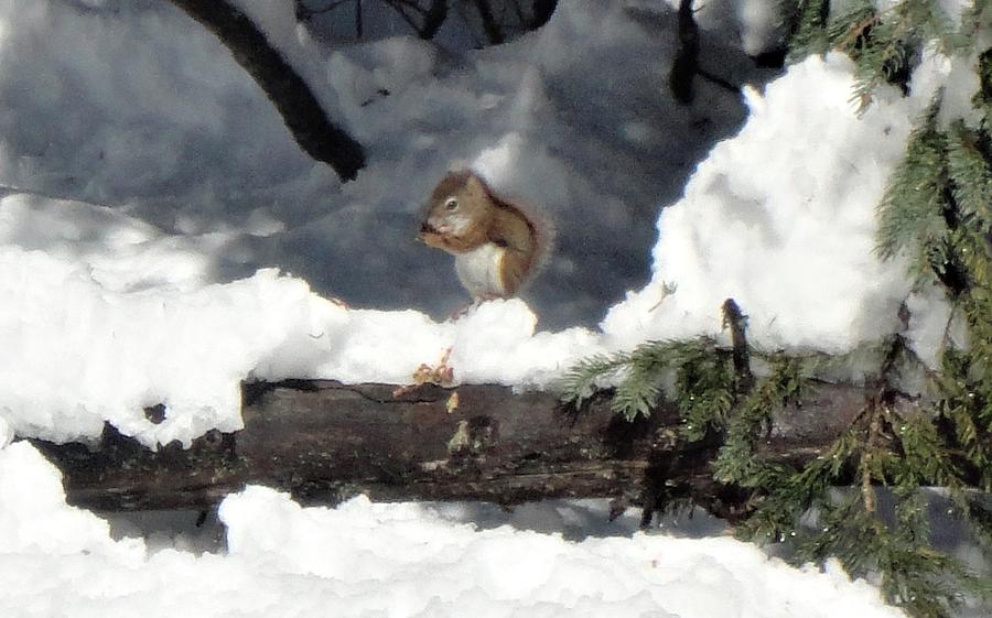 Squirrel In Snow Photograph by Marta Pawlowski