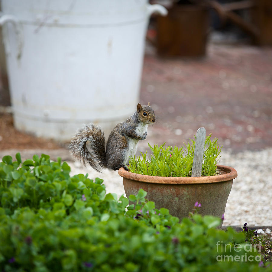 Squirrel in the Garden Photograph by Lara Morrison