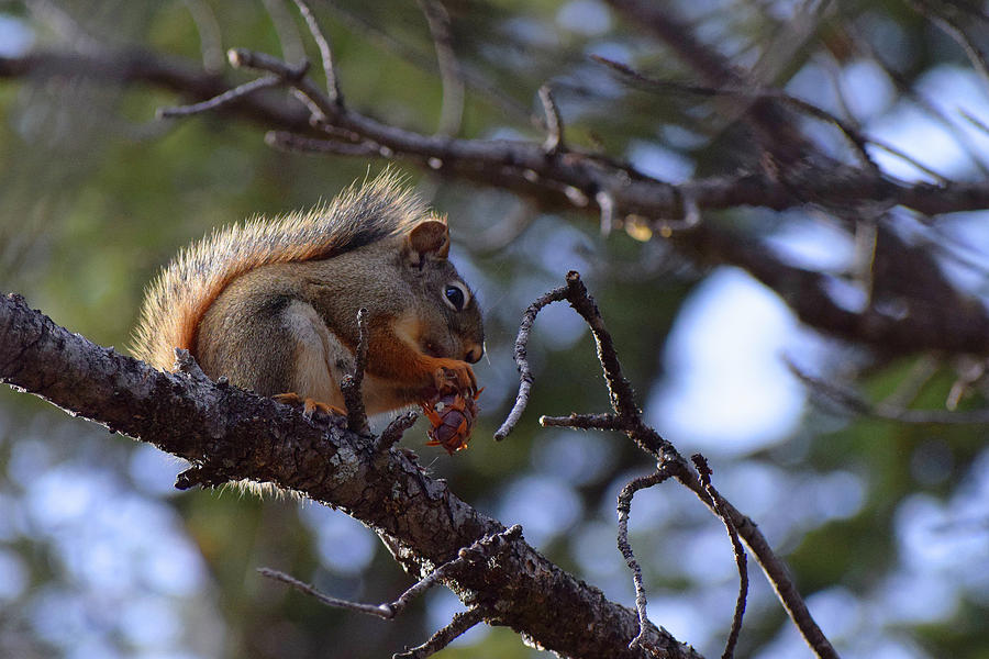 Squirrel in the Tree  Photograph by Chance Kafka