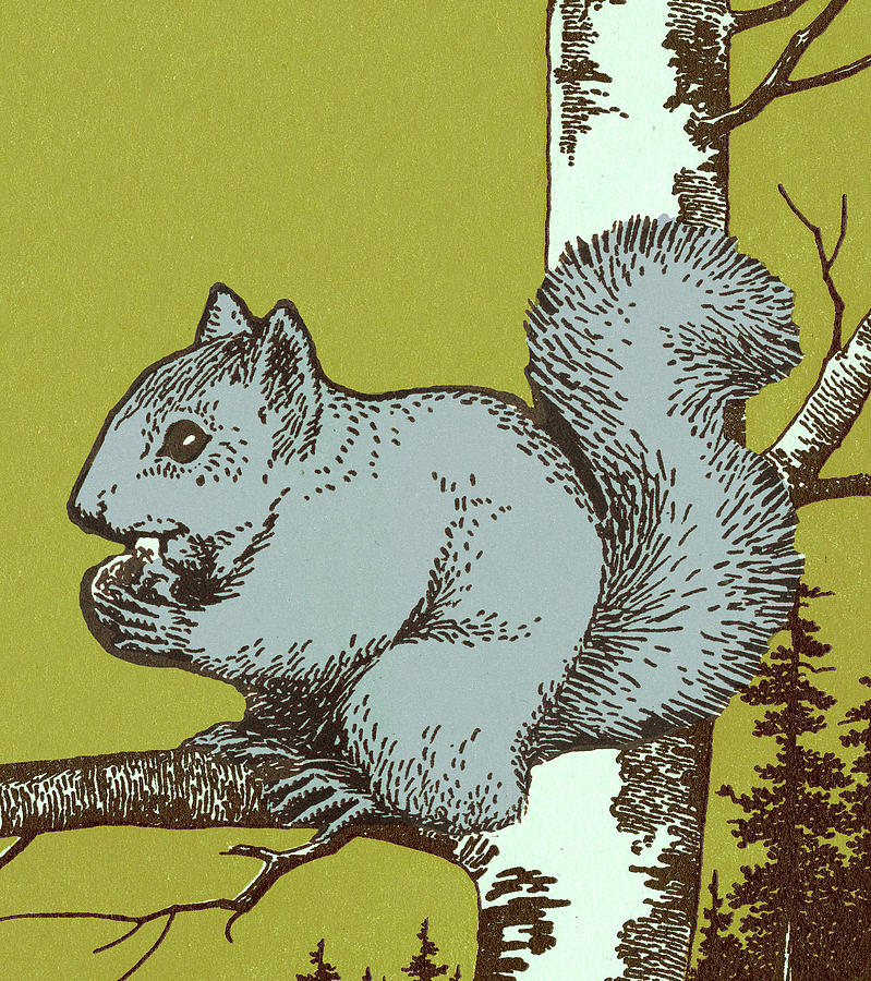 Fall Drawing - Squirrel in Tree by CSA Images