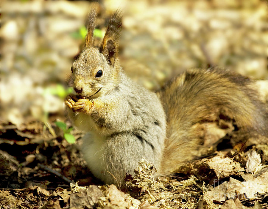 Squirrel Photograph by Irina Afonskaya