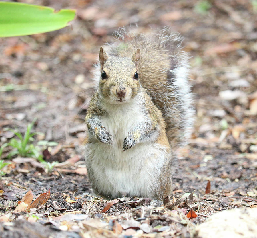 Squirrel Photograph by Kauana Staggs - Fine Art America