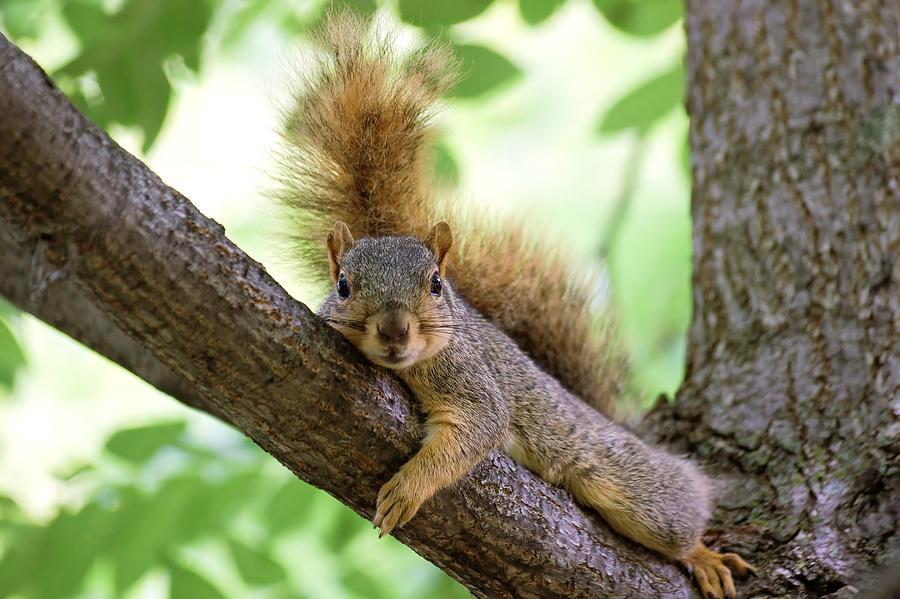 Squirrel Laying On Limb Photograph by Don Northup