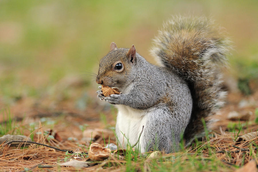 Squirrel Photograph by Marco Pozzi Photographer