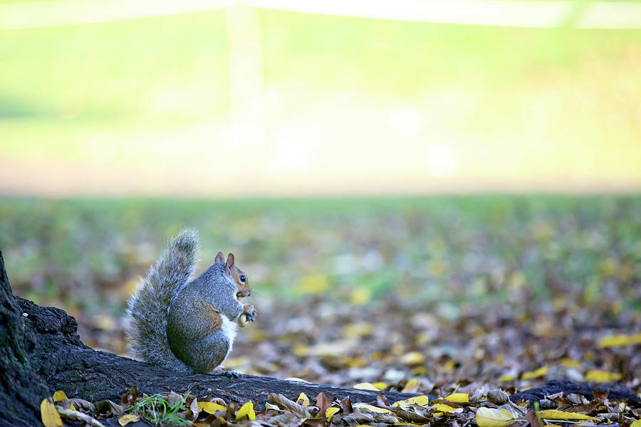 Squirrel Digital Art by Maurizio Rellini