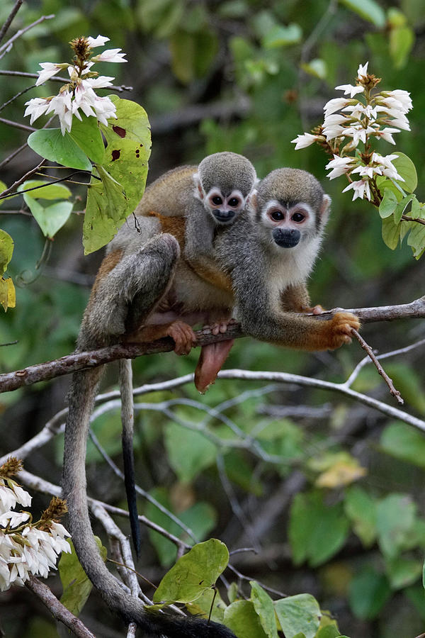 Squirrel Monkey And Her Young Photograph by Hiroya Minakuchi