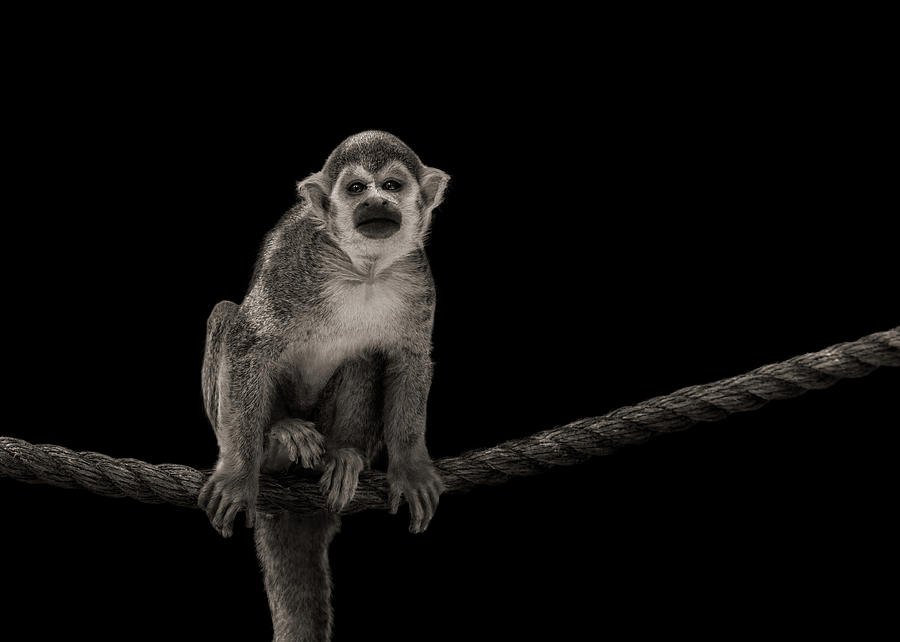 Squirrel Monkey Photograph by Carl Amoth