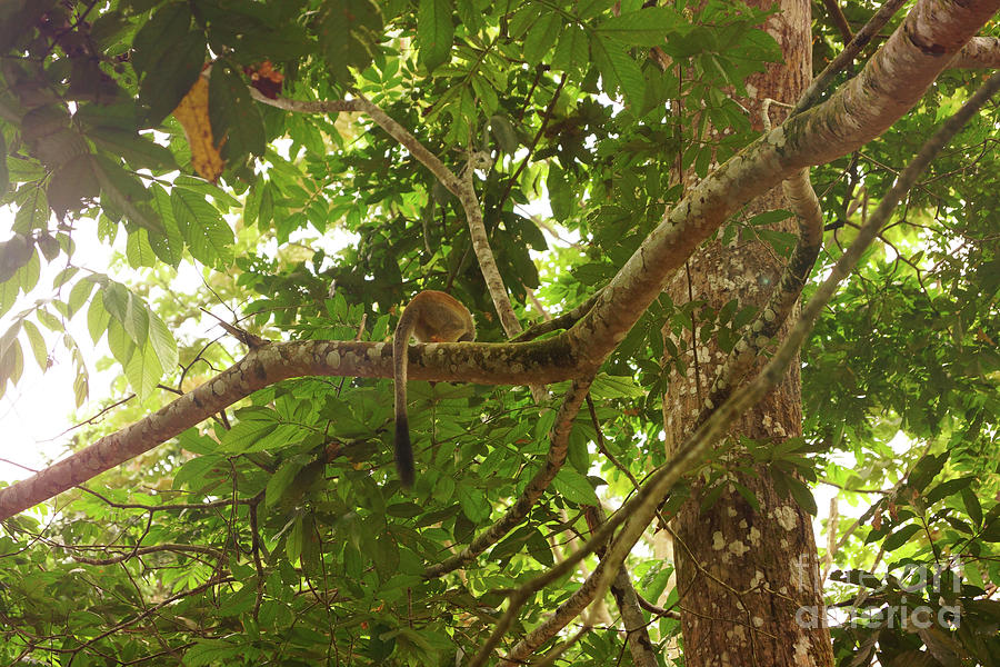 Colombia Photograph - Squirrel Monkey by Cassandra Buckley