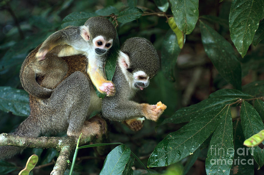 Small Photograph - Squirrel Monkey In Amazon Rainforest by Ksenia Ragozina Small Photograph - Squirrel Monkey In Amazon Rainforest by Ksenia Ragozina
