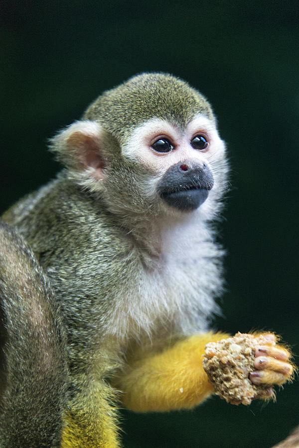 Squirrel Monkey Photograph by Mark Newman