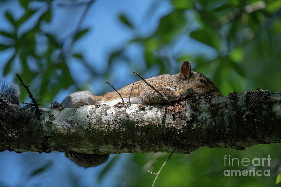 Squirrel Napping Photograph by Dale Powell