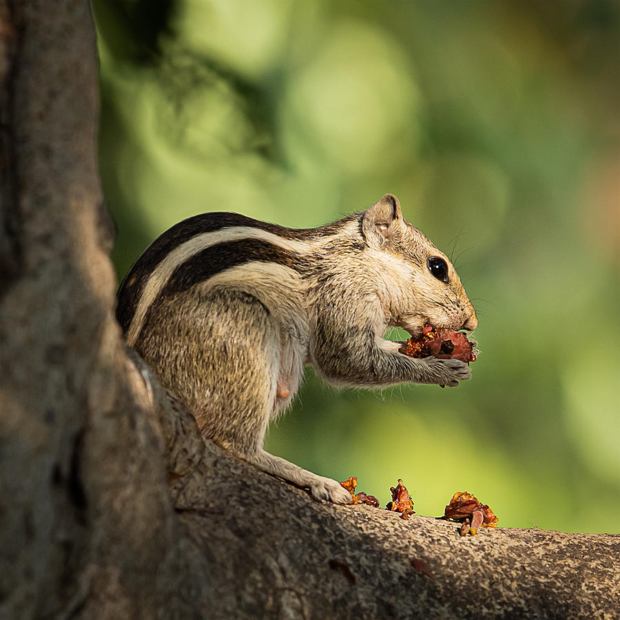 Squirrel Photograph by Nilendu Banerjee