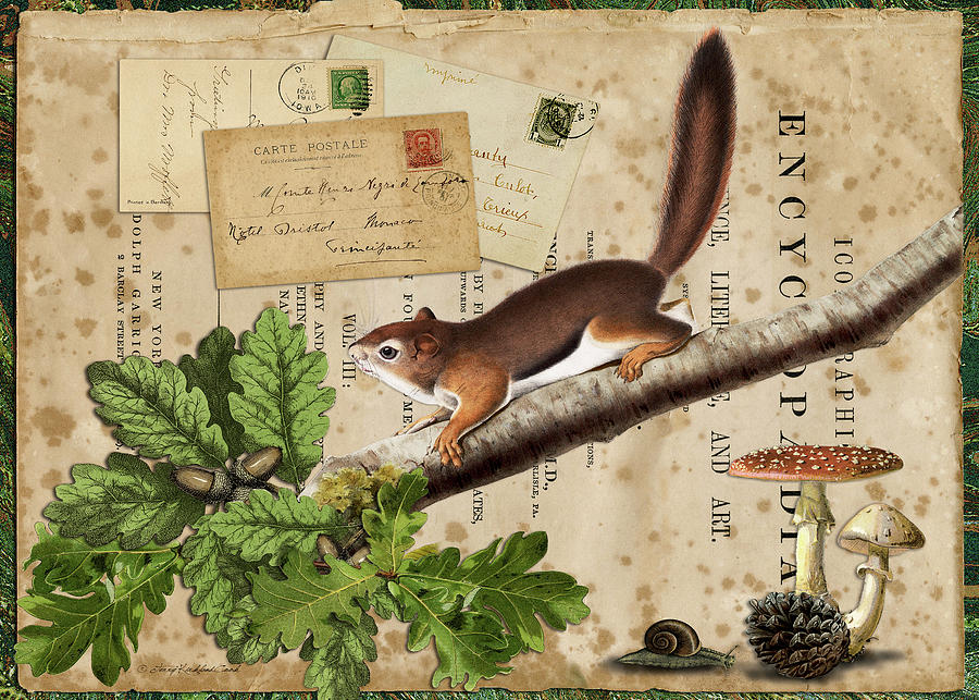 Squirrel Nuts Digital Art by Terry Kirkland Cook