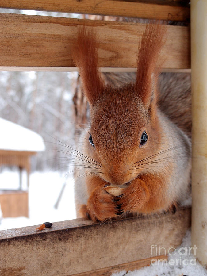 Fur Photograph - Squirrel Omsk Region Siberia Russia by Aleksander Karpenko