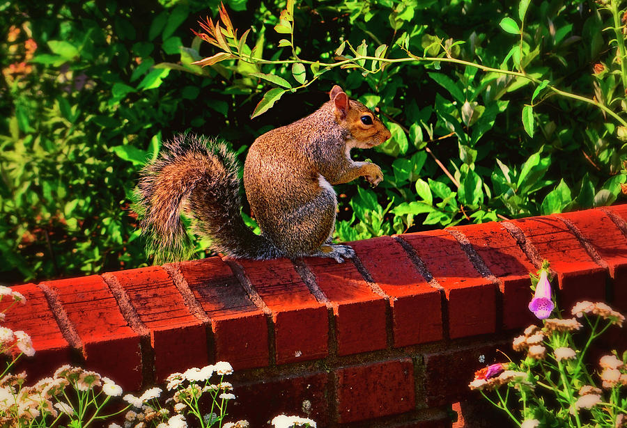 Squirrel On A Brick Wall 001 Photograph by George Bostian
