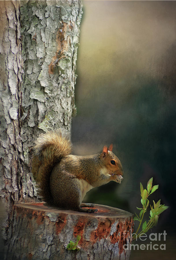 Squirrel on a Stump Mixed Media by Kathy Kelly