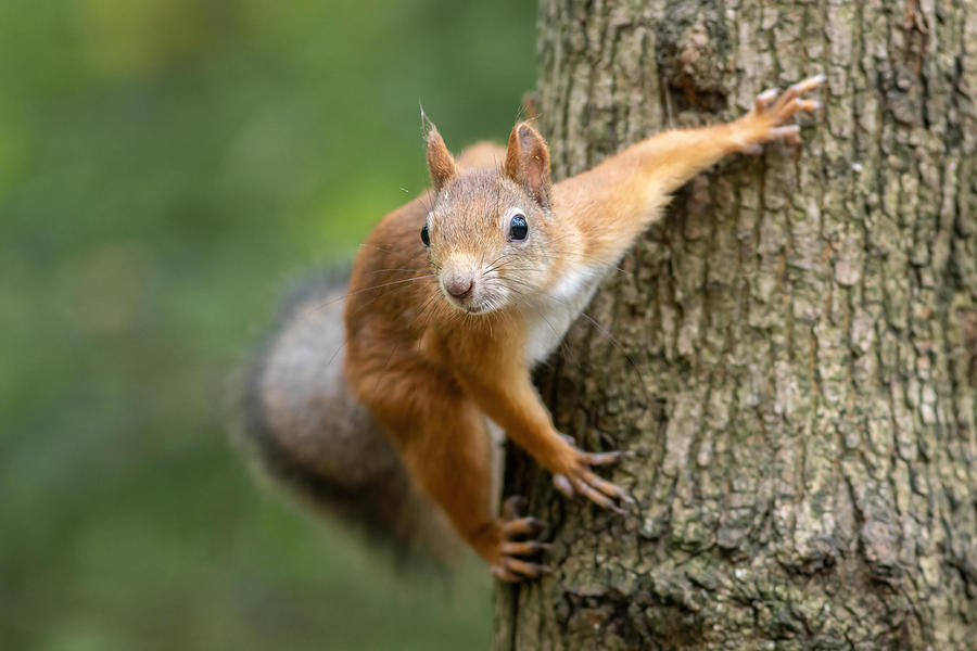 Fall Photograph - Squirrel On A Tree by Andrey Kotov