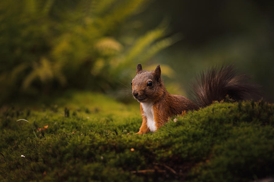 Nature Photograph - Squirrel On Green by Gert J Ter Horst