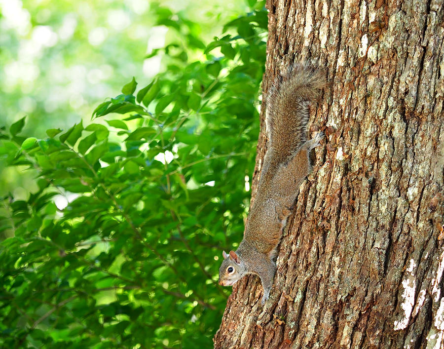 Squirrel on Oak Tree Photograph by Denise Beverly