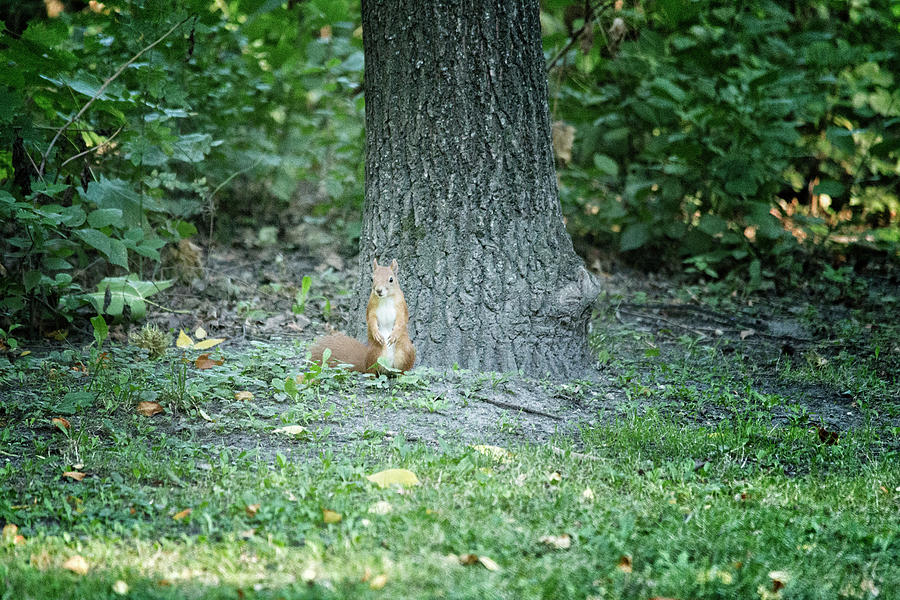 Squirrel on the grass near tree Photograph by Vivida Photo PC
