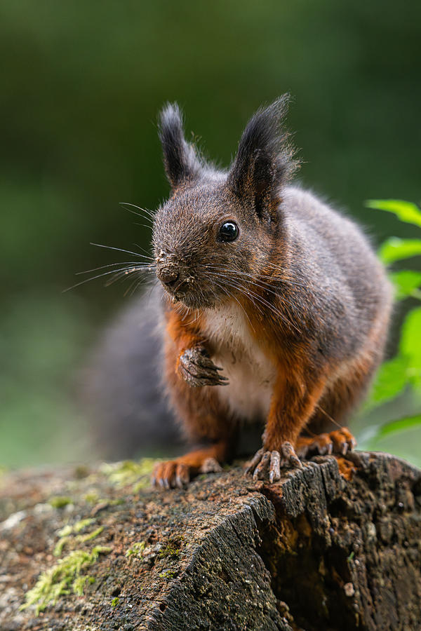 Wildlife Photograph - Squirrel On Tree Stump Portrait by Bjoern Alicke