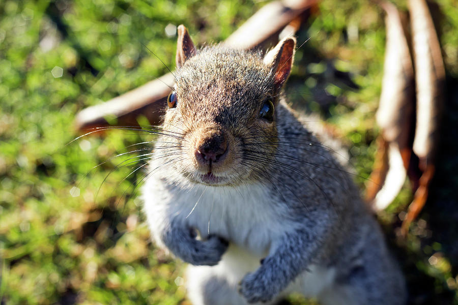 Squirrel portrait Photograph by Helga Novelli