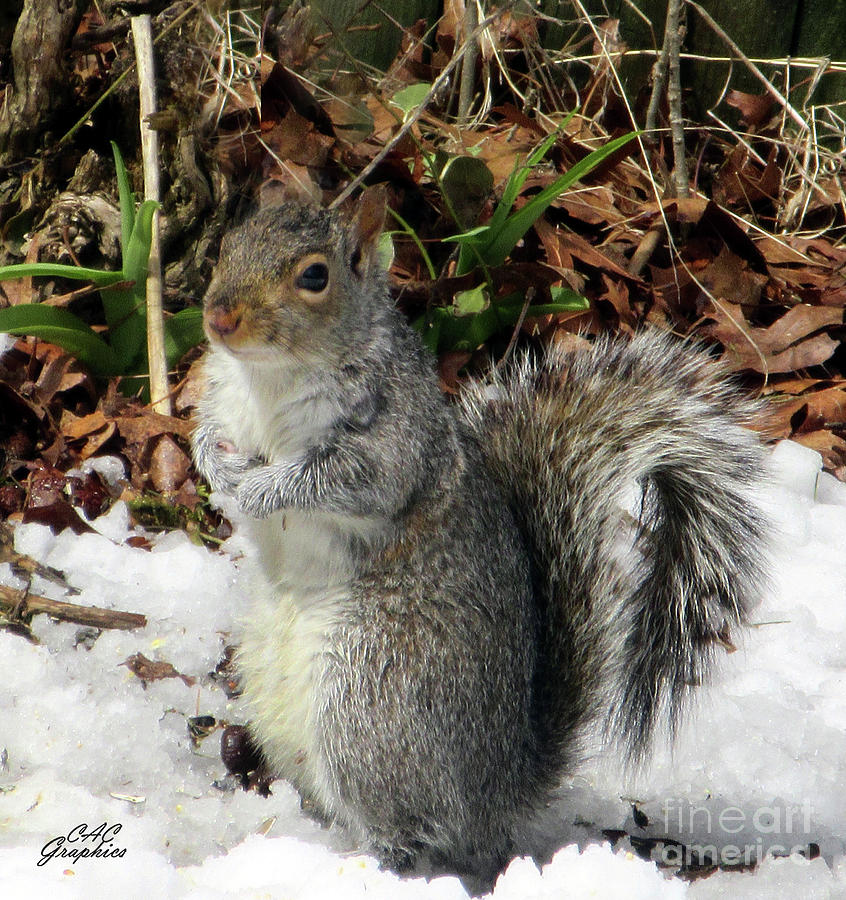 Squirrel Pose Photograph by CAC Graphics