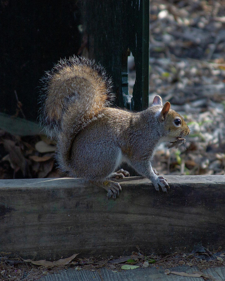 Squirrel Photograph by Rocco Silvestri