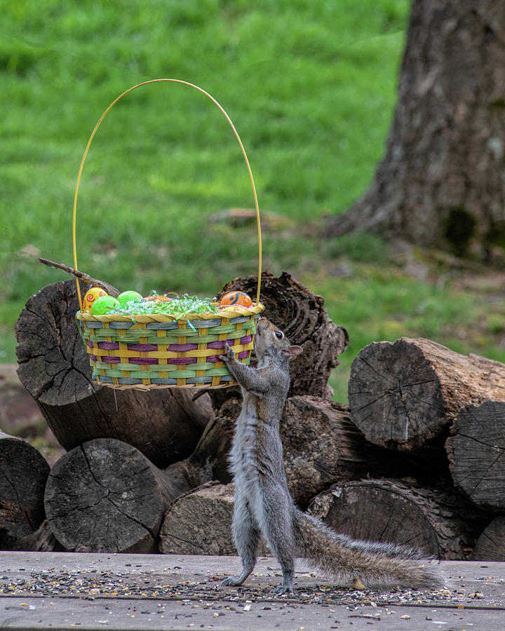 Squirrel showing off lifting Easter basket Photograph by Dan Friend Squirrel showing off lifting Easter basket Photograph by Dan Friend
