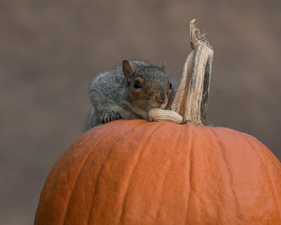 Pumpkin Photograph - Squirrel Skippy 2e Mouvement En Citrouille Mineure by Patrick Dessureault