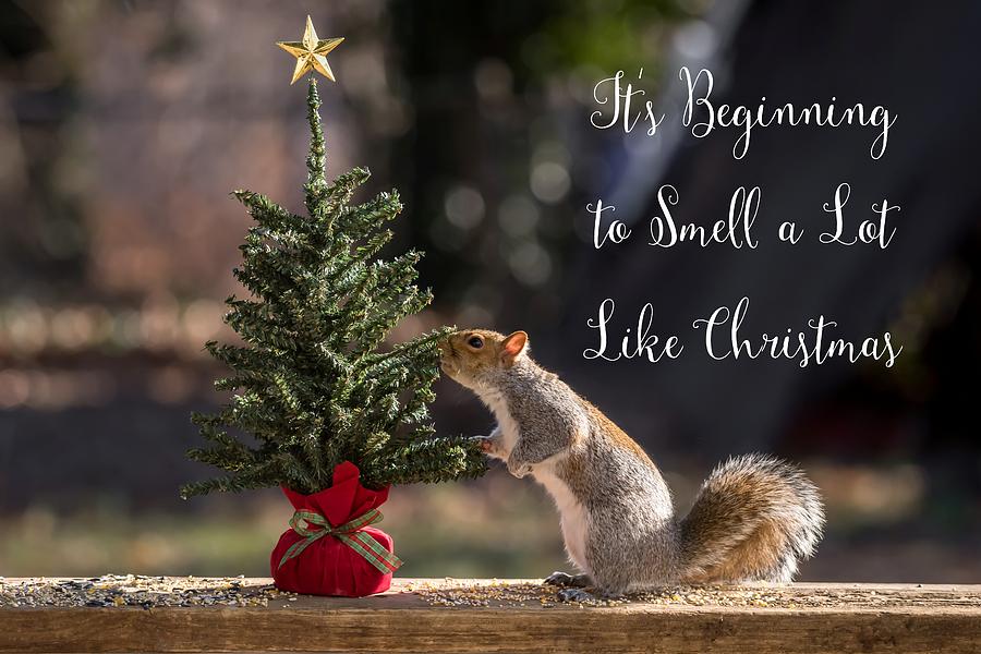 Christmas Photograph - Squirrel Smells Like Christmas  by Terry DeLuco