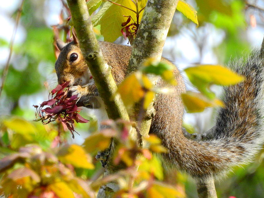 Squirrel Snack Photograph by Charlotte Schafer