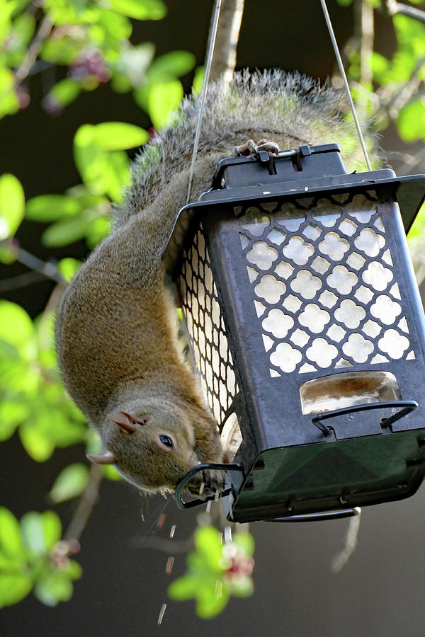 Squirrel Thief Photograph by Margaret Zabor