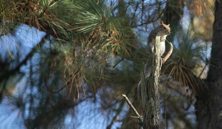 Squirrel thinks hes a bird Digital Art by Ed Stines