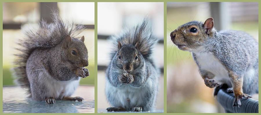 Squirrel Tryptic Photograph by Nicola Nobile