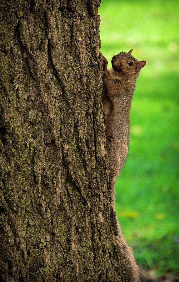 up squirrel