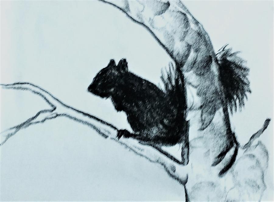 Squirrel Drawing by Violet Jaffe