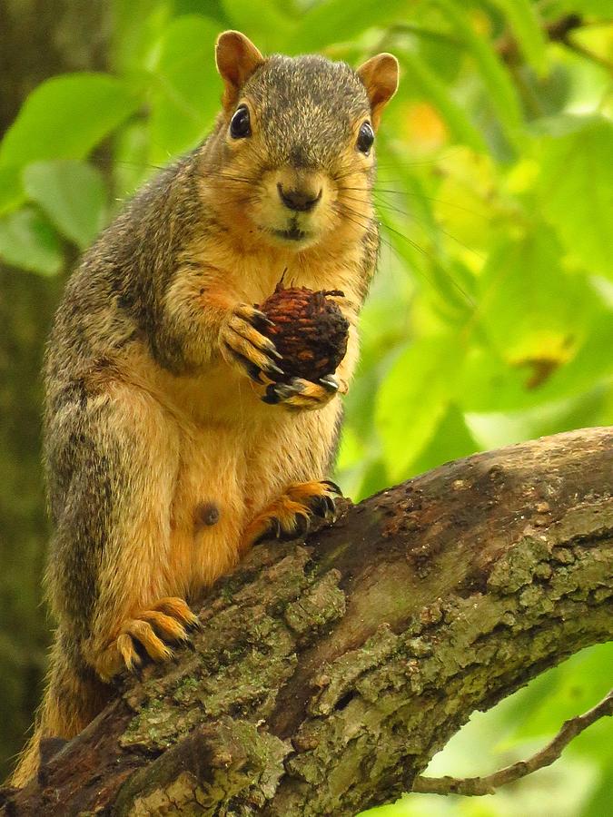 Squirrel with His Walnut by Lori Frisch Squirrel with His Walnut by Lori Frisch