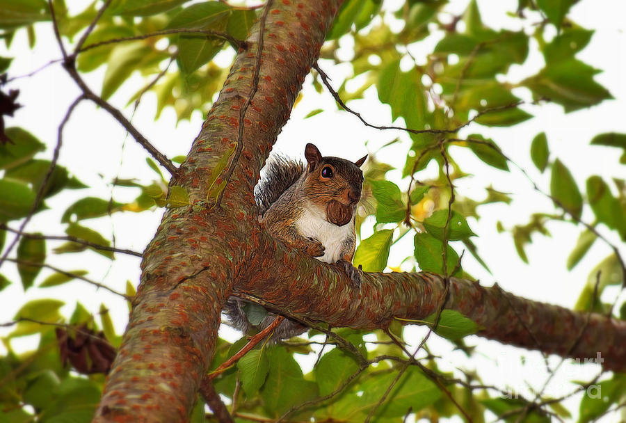 Squirrel with Walnut Seed by Patti Whitten Squirrel with Walnut Seed by Patti Whitten