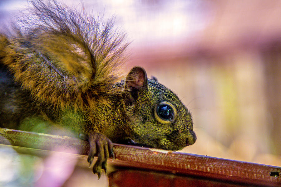 Squirrels Watchful Eye Photograph by Pheasant Run Gallery