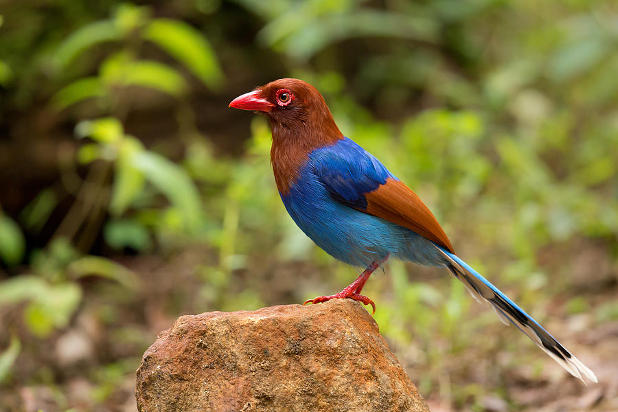 Sri Lanka Blue Magpie Photograph by Milan Zygmunt - Fine Art America